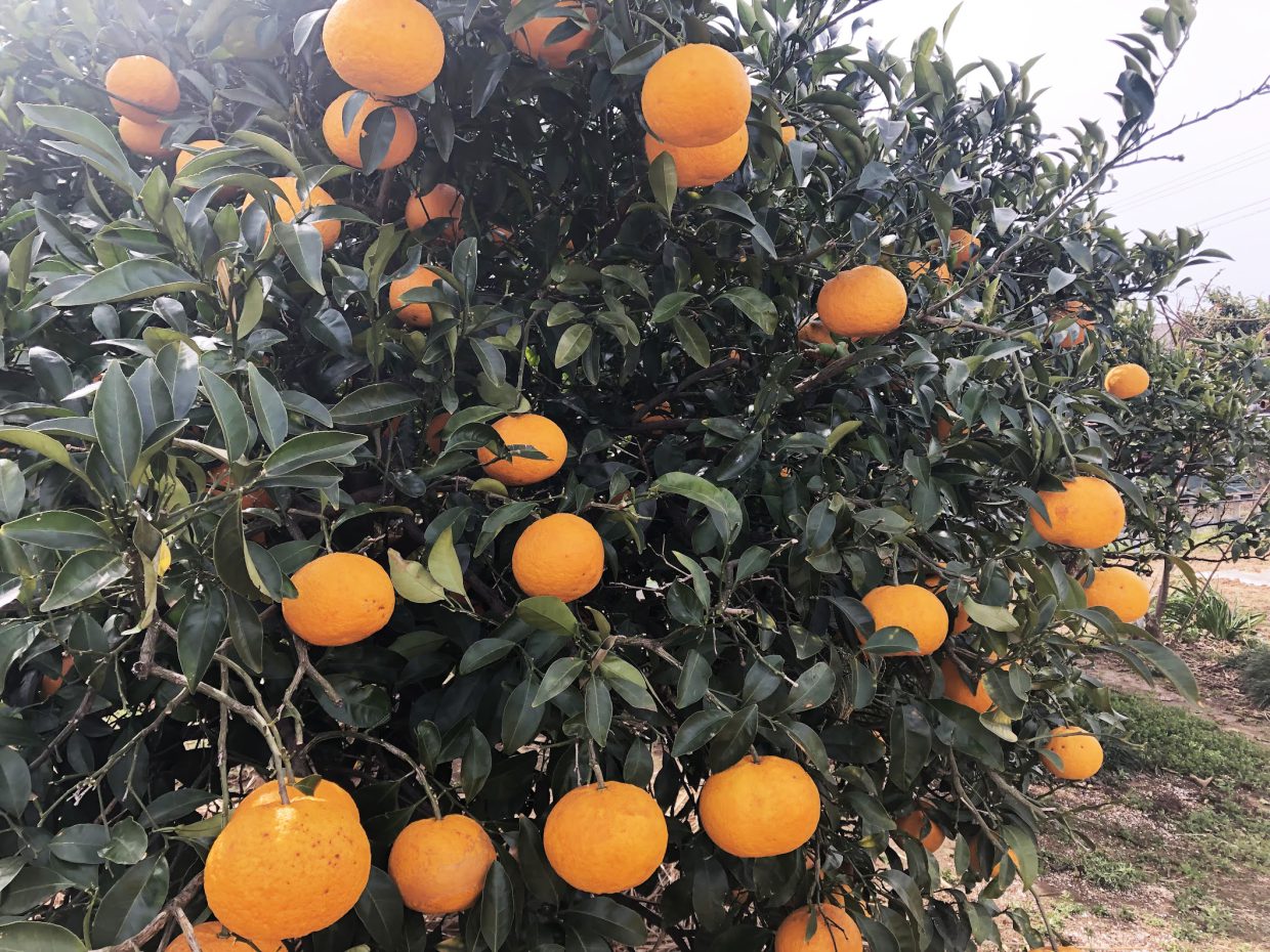 220321_orange