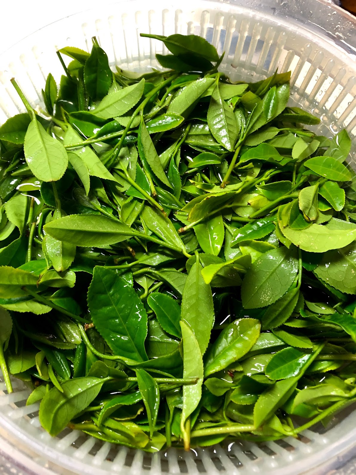 jampanese_tea
