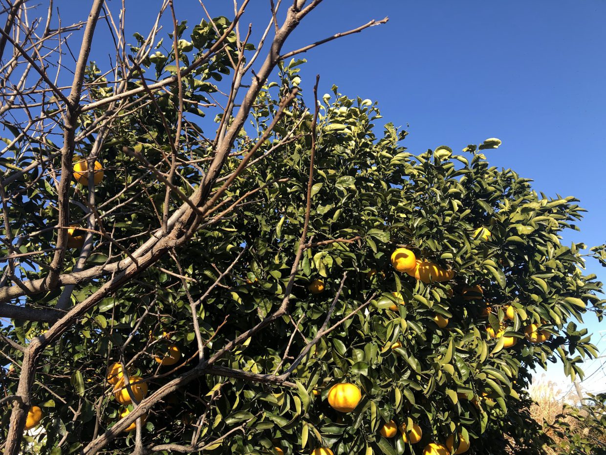 220102_citrus