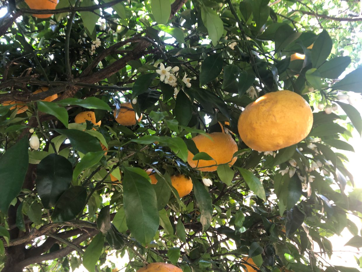夏みかん