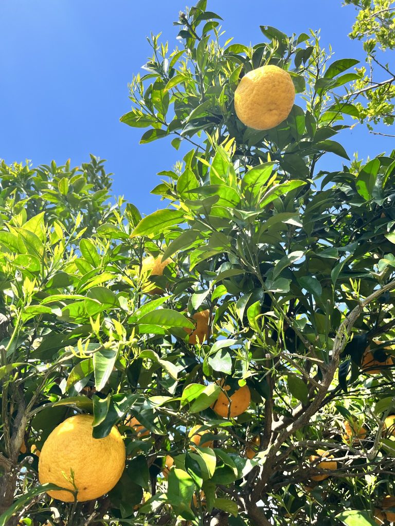 甘夏